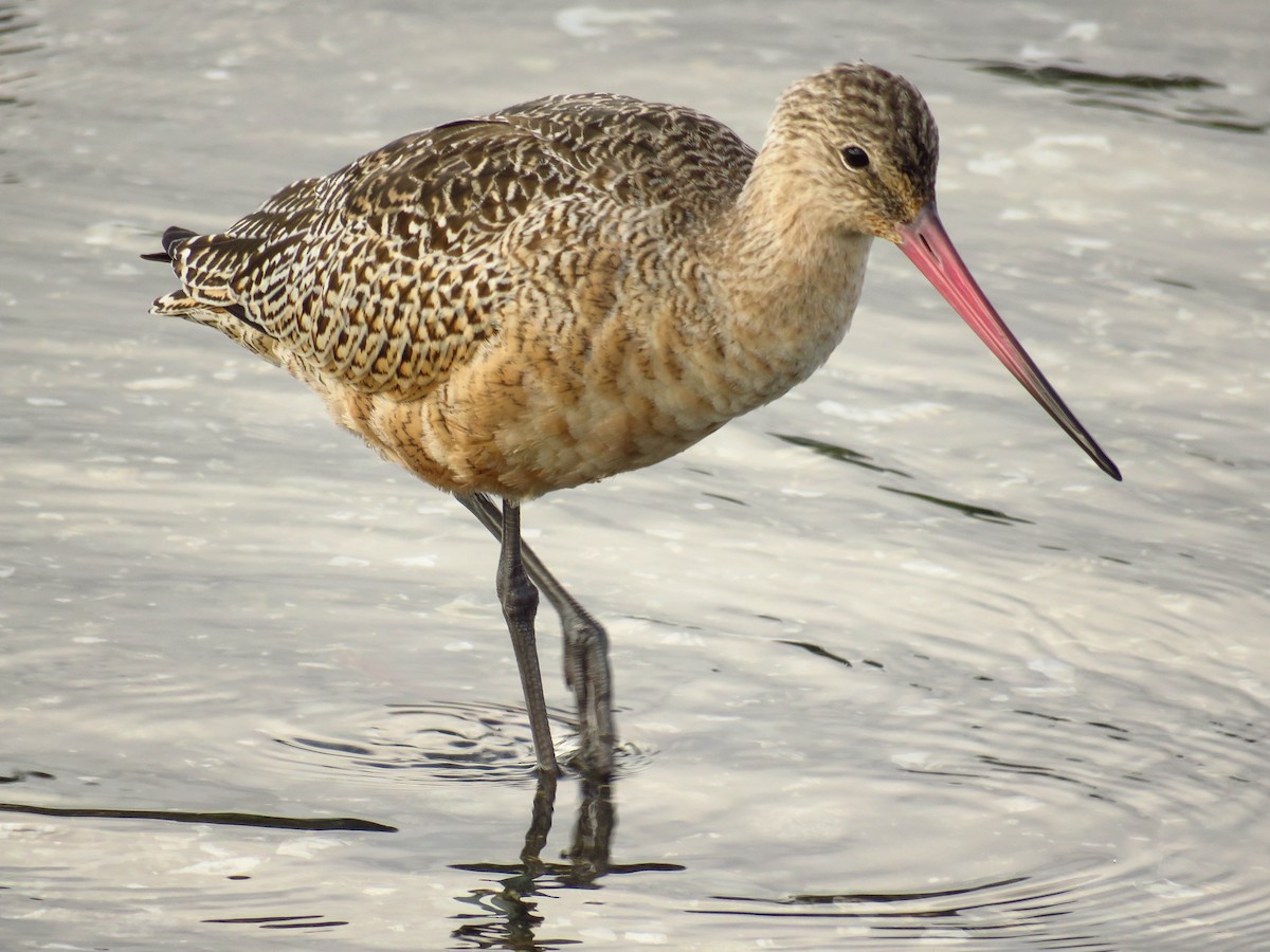 Marbled Godwit - ML69396671