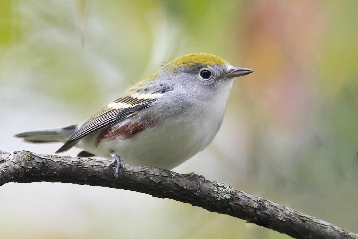 Chestnut-sided Warbler - County Lister Brendan