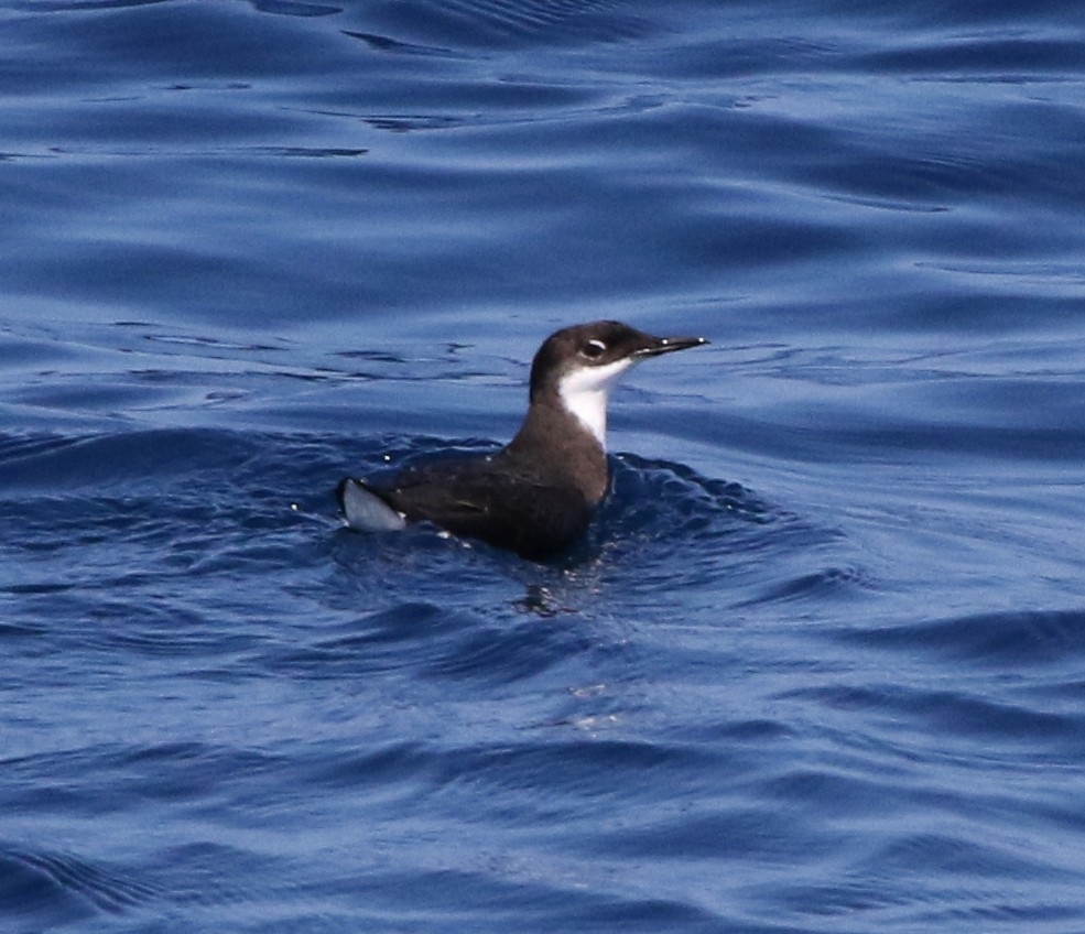 Craveri's Murrelet - ML69398491