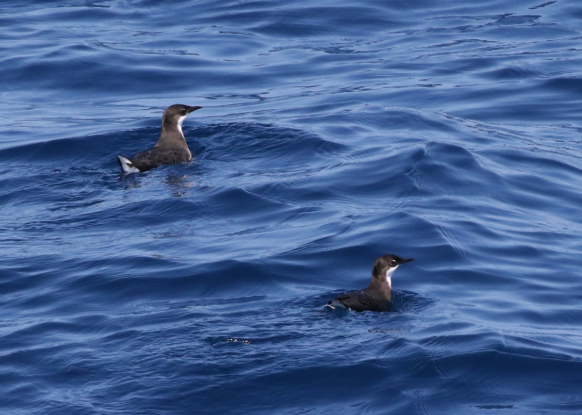 Craveri's Murrelet - Tom Benson