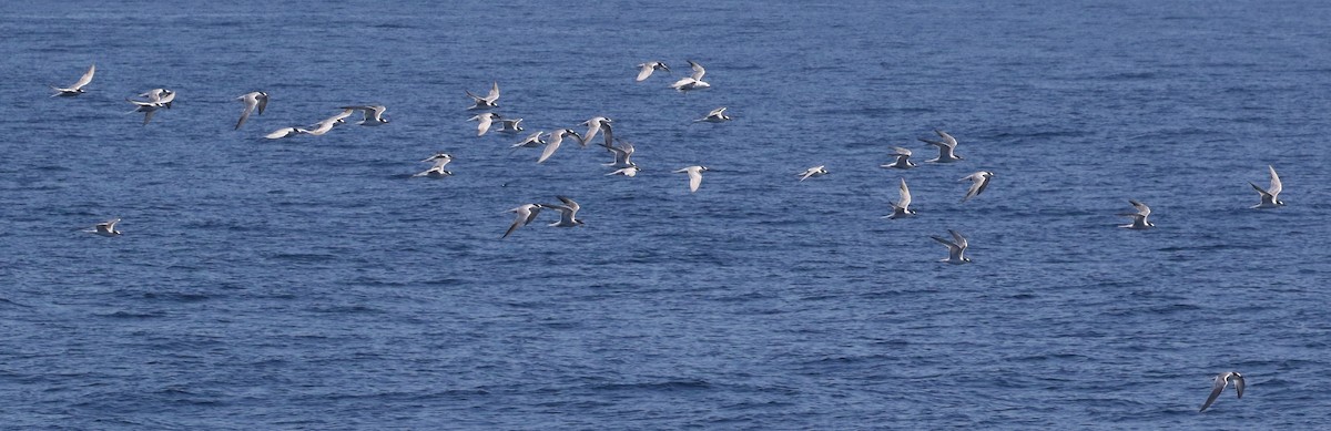 Common Tern - ML69398751