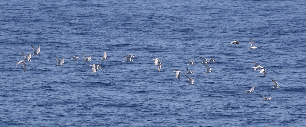 Common Tern - Tom Benson