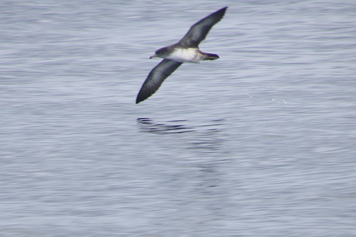 Pink-footed Shearwater - Jeffrey Sondheimer