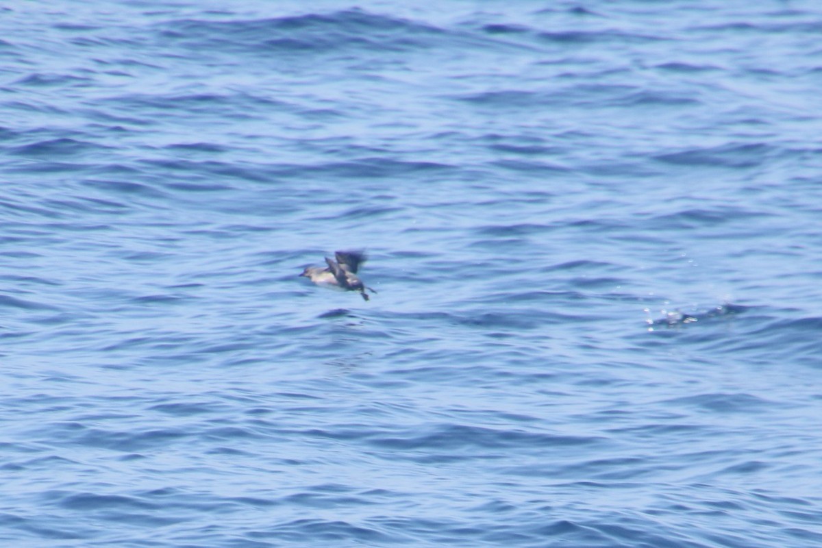 Cassin's Auklet - ML69403001