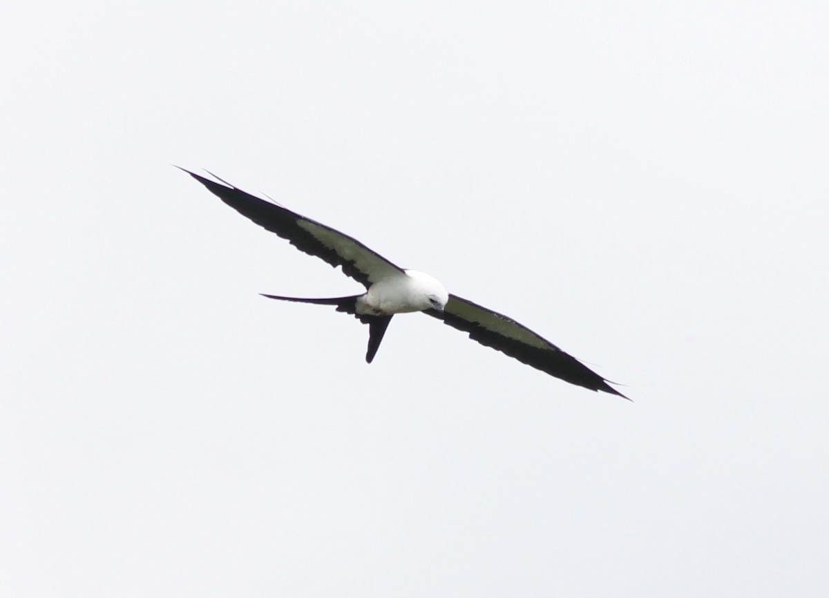 Swallow-tailed Kite - Edward Landi
