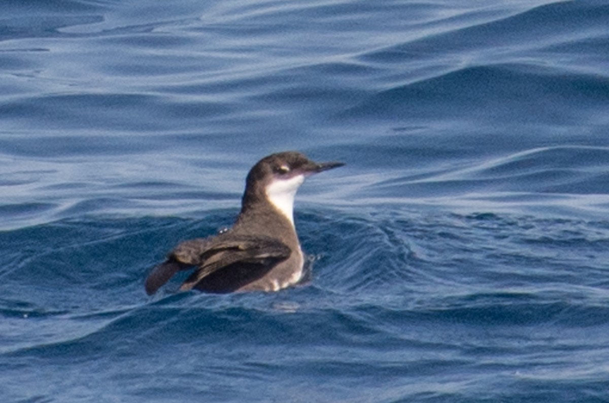 Craveri's Murrelet - ML69404061