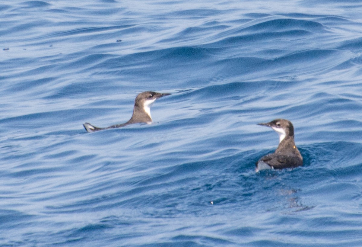 Craveri's Murrelet - ML69404071