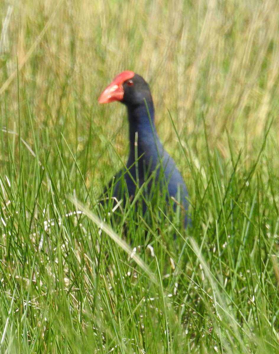 Australasian Swamphen - Colin Trainor