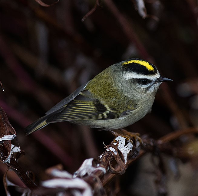 Golden-crowned Kinglet - ML69405971