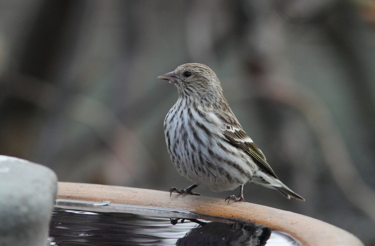 Pine Siskin - ML69406731