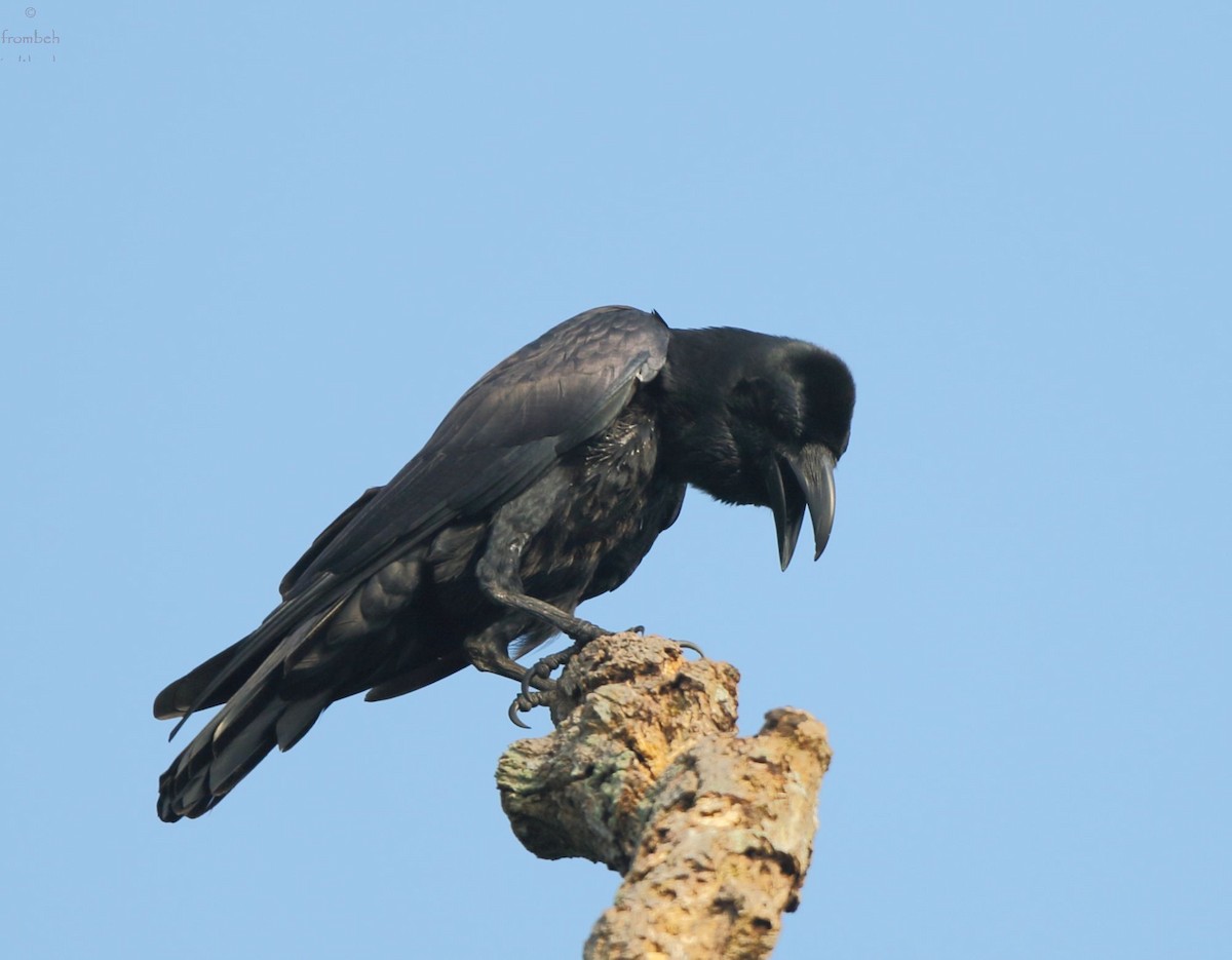 Large-billed Crow (Indian Jungle) - ML69407241