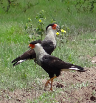 Crested Caracara (Northern) - ML69409091