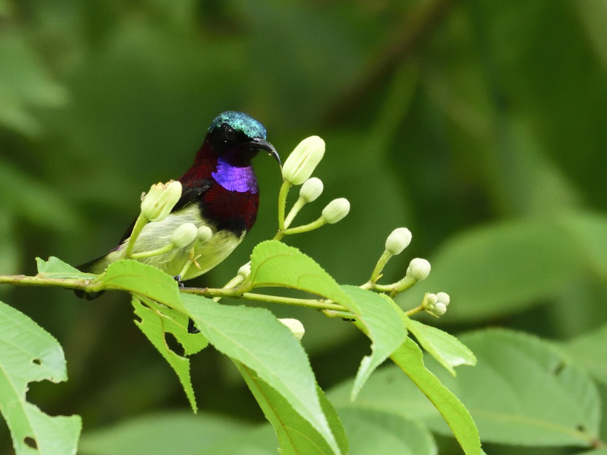 Crimson-backed Sunbird - ML69409311