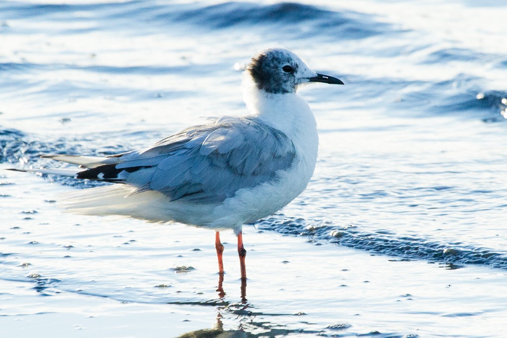 Bonaparte's Gull - Garrett Lau