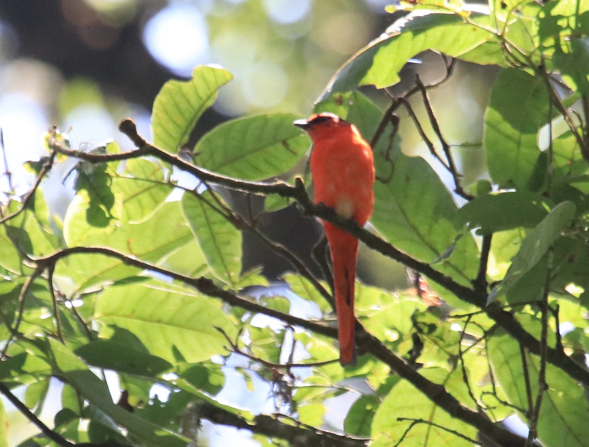 Sunda Minivet - Siti Sutedjo