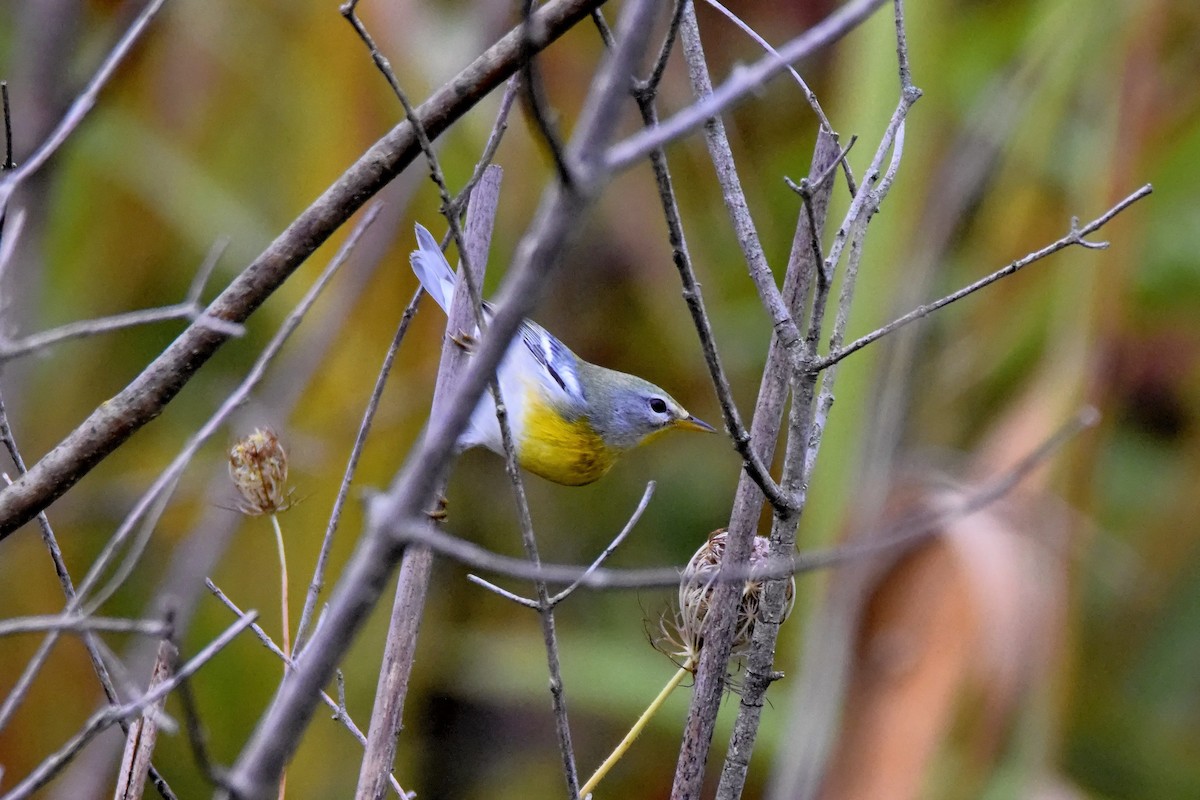 Northern Parula - ML69410731