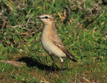 Isabelline Wheatear - ML69410911