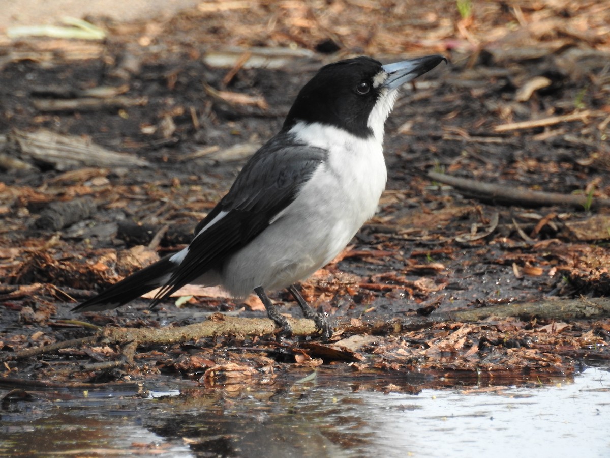 Gray Butcherbird - Ken Crawley