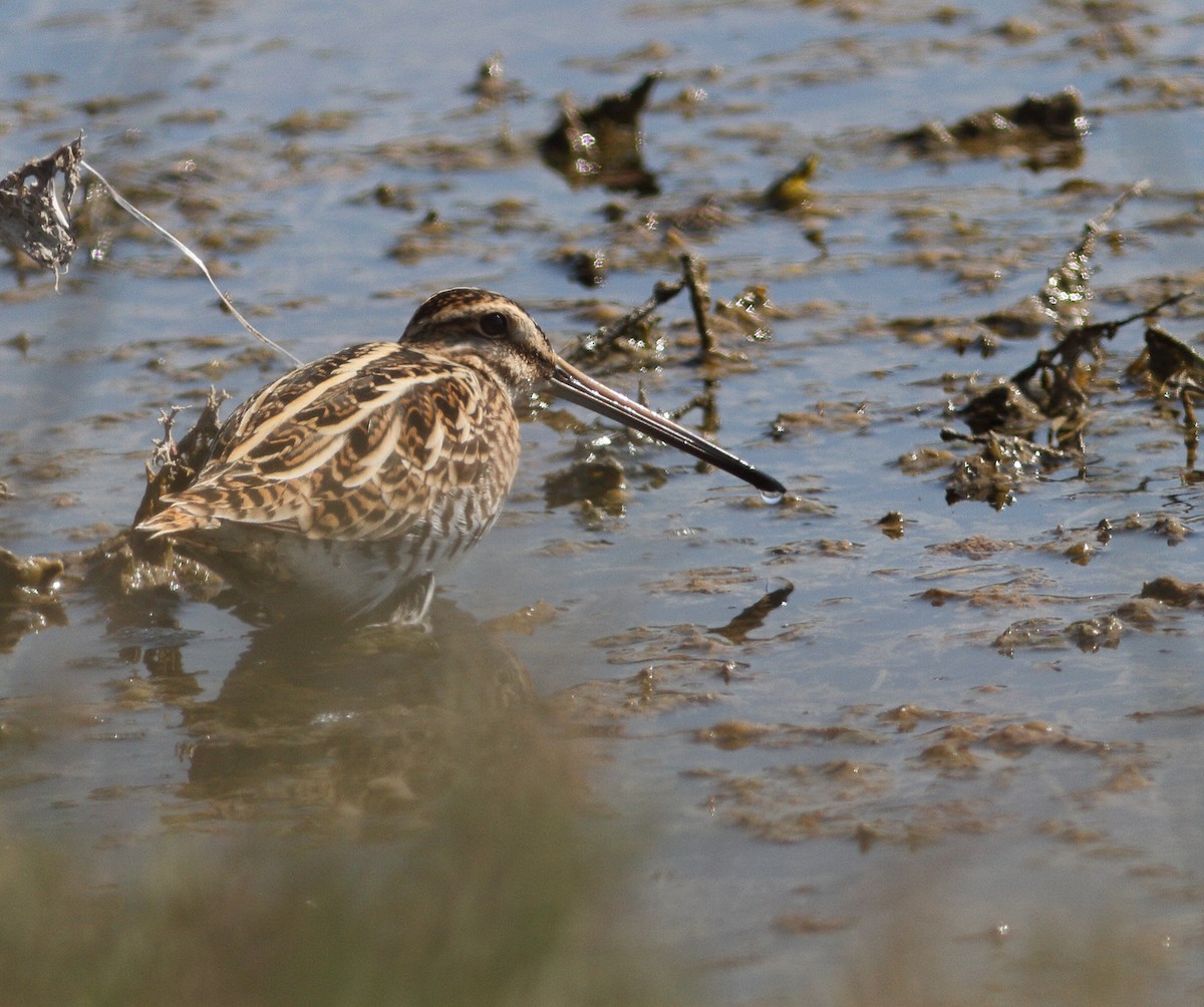 Common Snipe - ML69411591