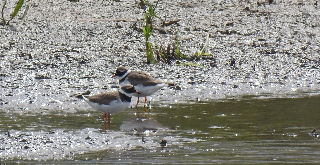 Common Ringed Plover - ML69411881