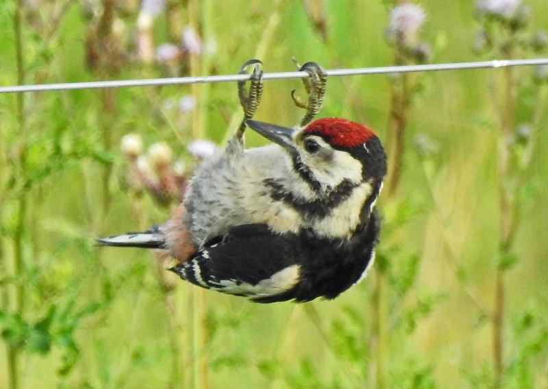 Great Spotted Woodpecker - ML69412081