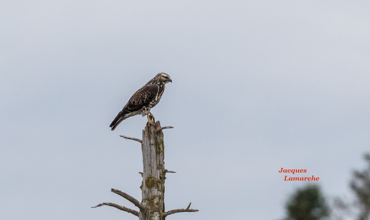 Swainson's Hawk - ML69412381