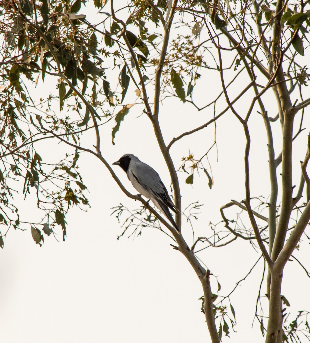 Black-faced Cuckooshrike - Tod Spencer