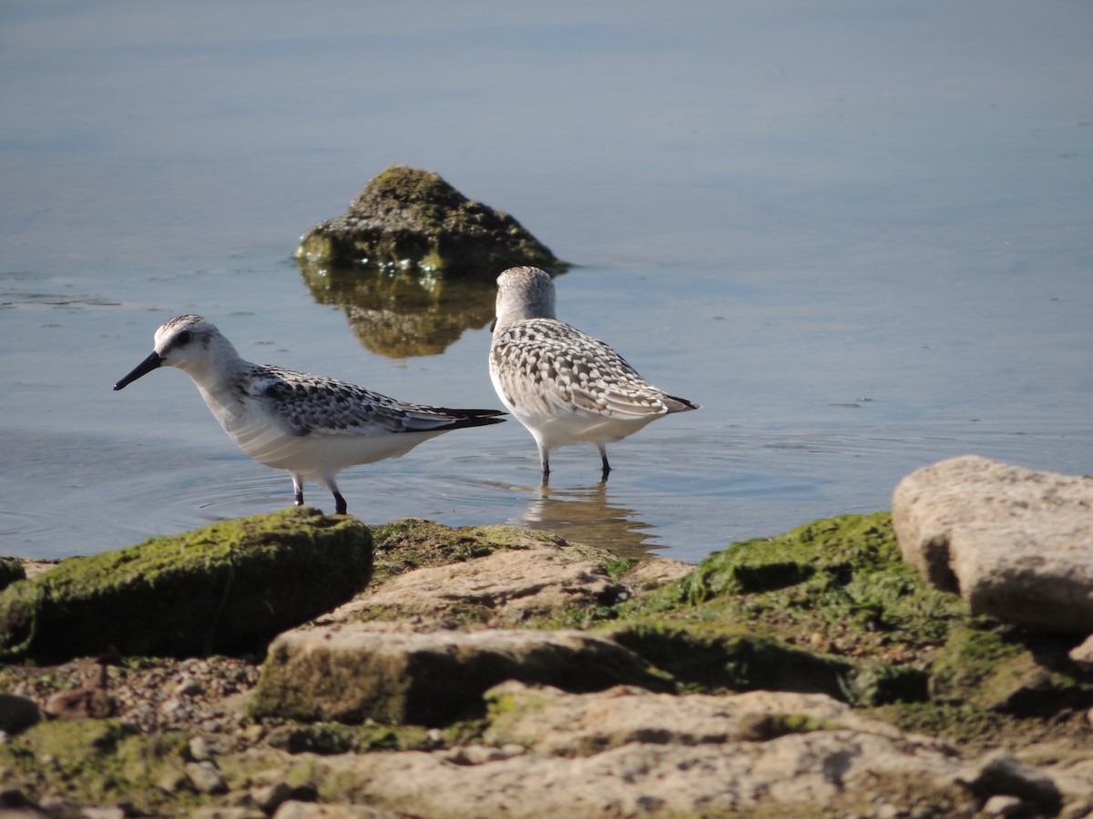 Sanderling - Bill Stanley