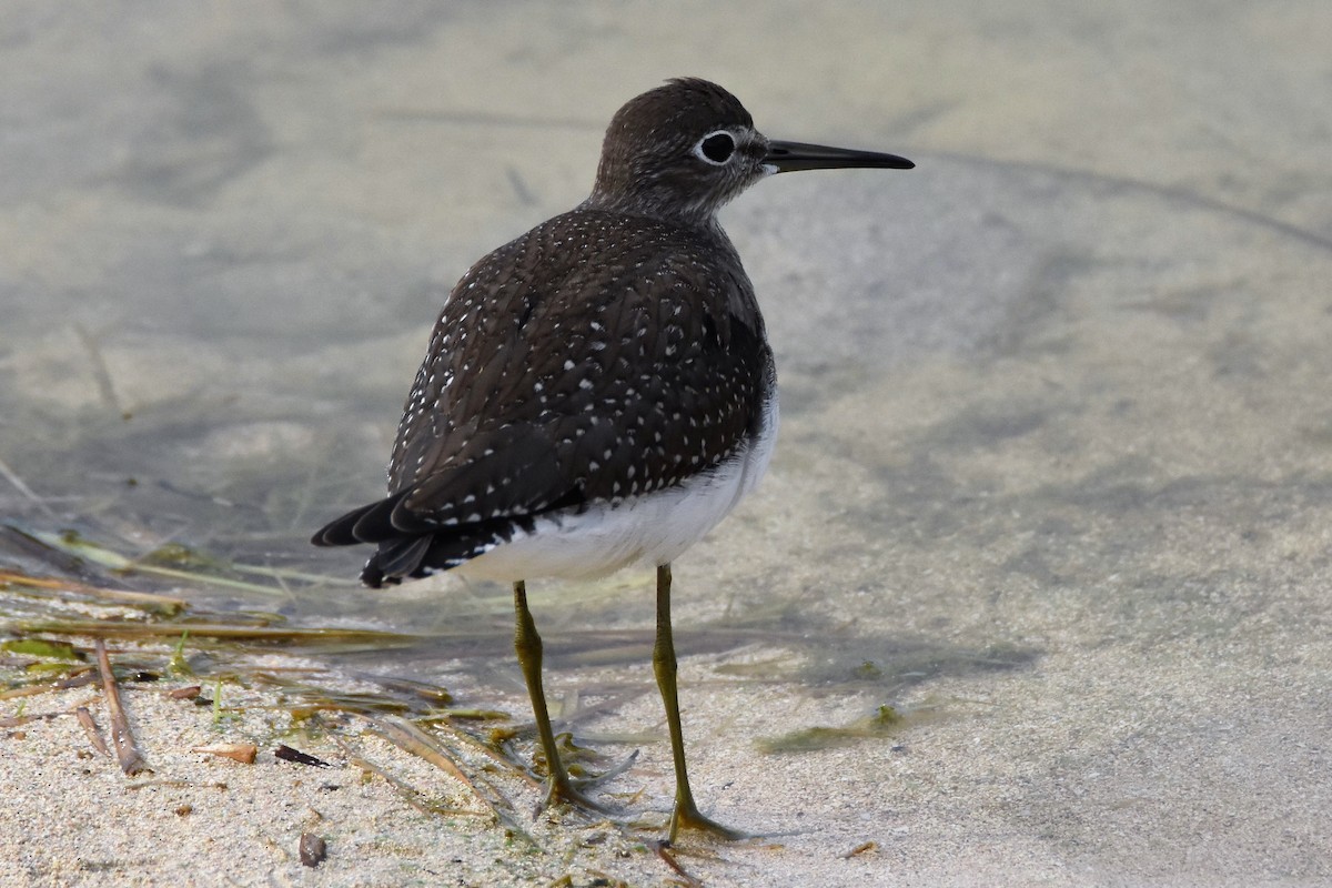 Solitary Sandpiper - ML69413201