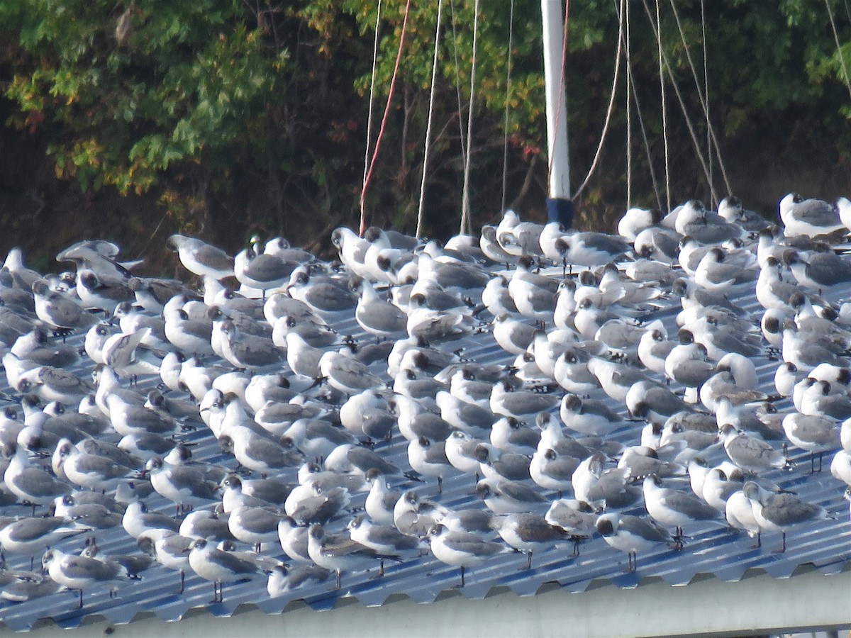 Franklin's Gull - Jo-Ann Moore