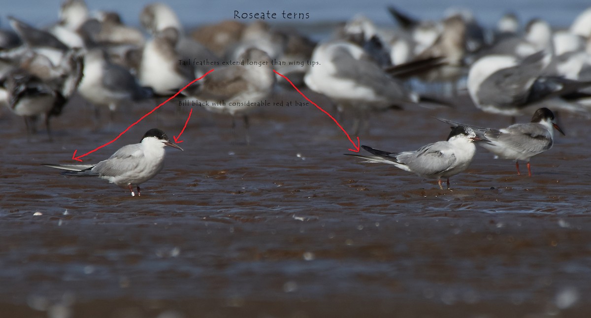 Roseate Tern - ML69413711