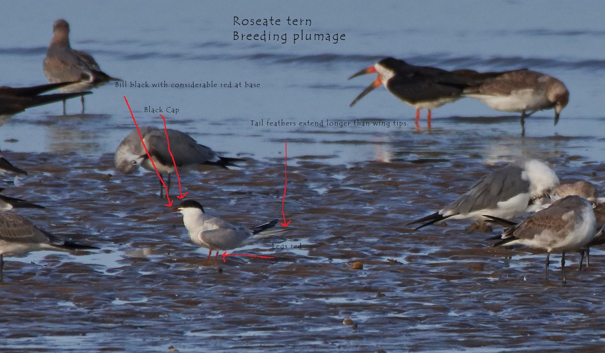 Roseate Tern - ML69413721