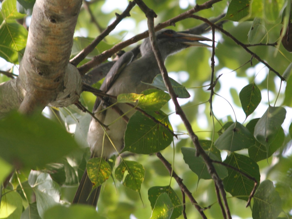 Indian Gray Hornbill - Shekar Vishvanath