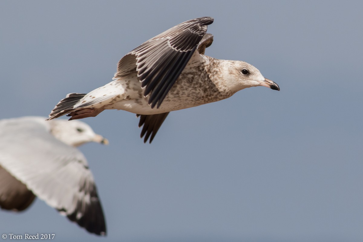 Ring-billed Gull - ML69415781