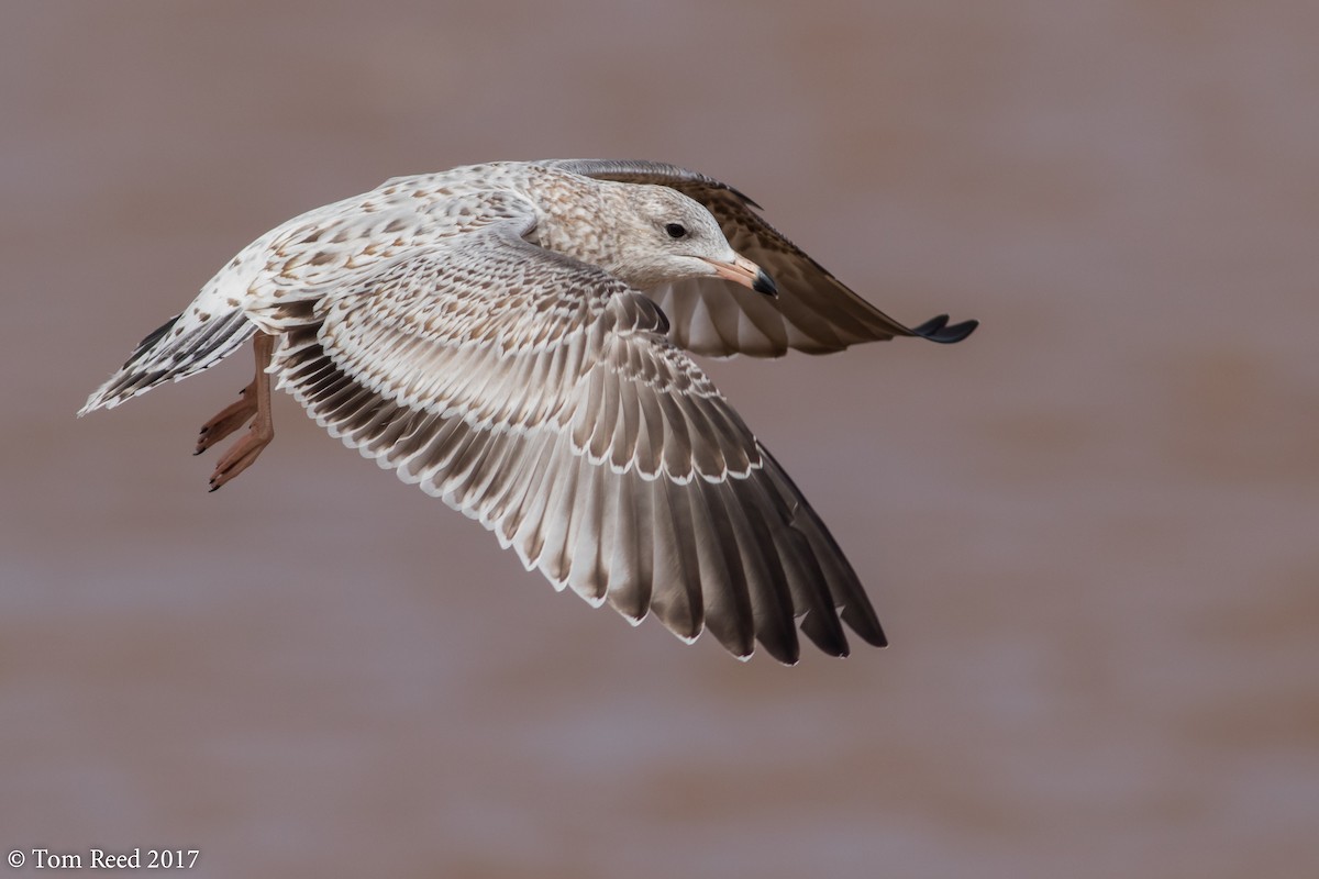 Ring-billed Gull - Tom Reed