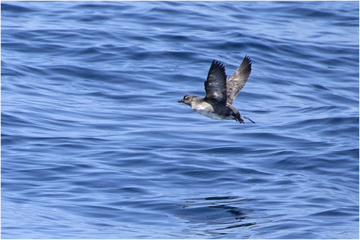 Cassin's Auklet - ML69416021