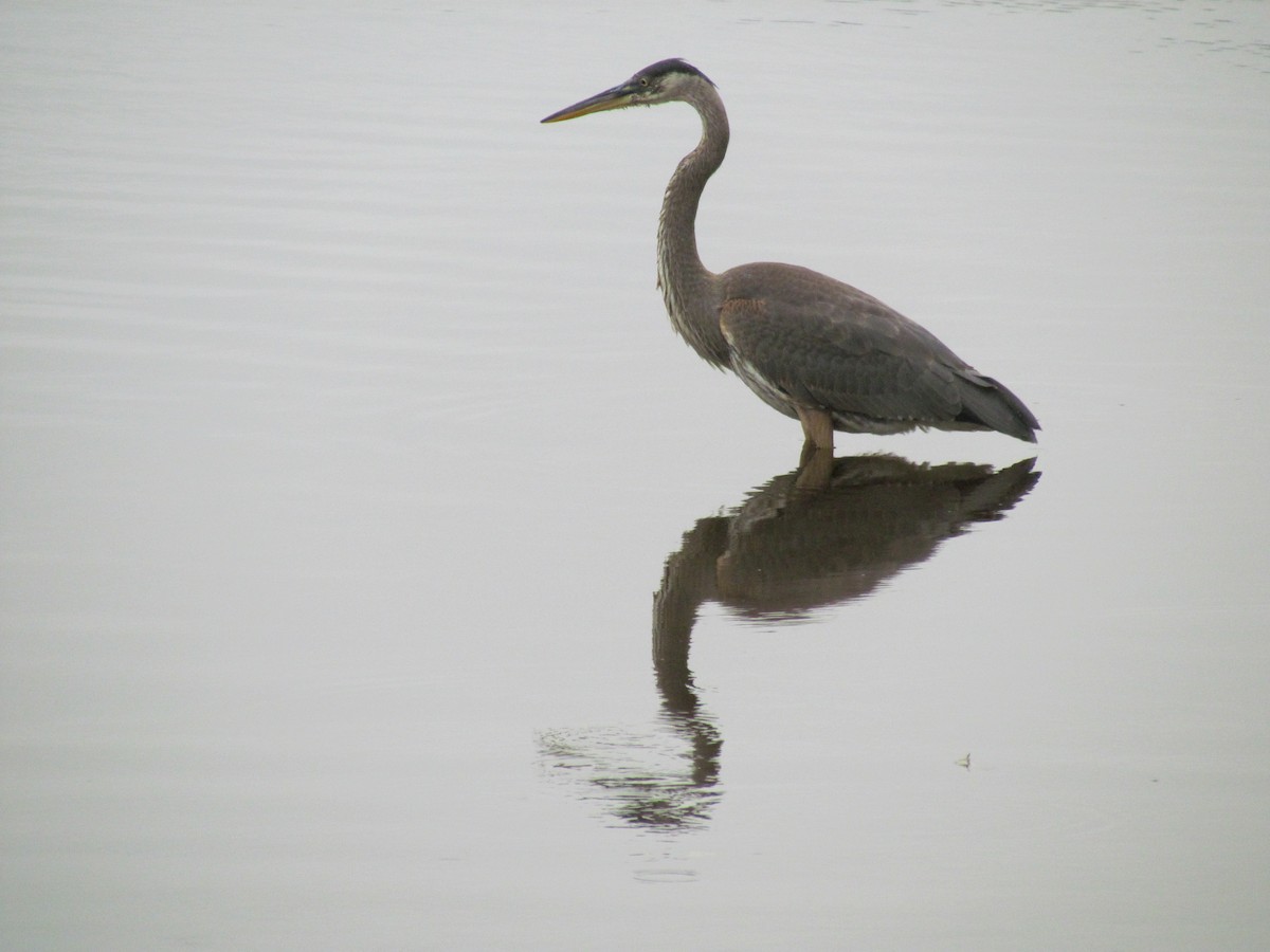 Great Blue Heron - Jeff Wells