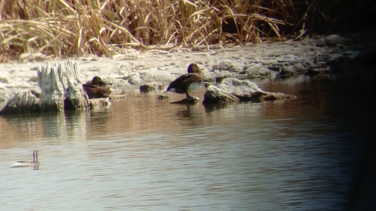 Ferruginous Duck - Sergio Mayordomo