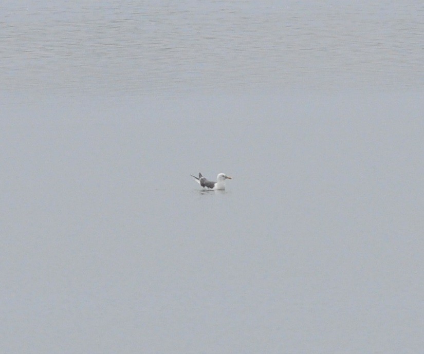 Lesser Black-backed Gull - ML69419441