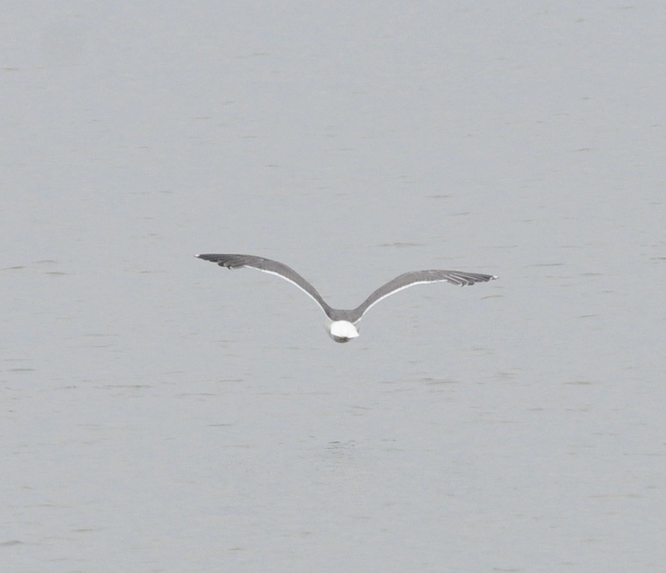 Lesser Black-backed Gull - ML69419451