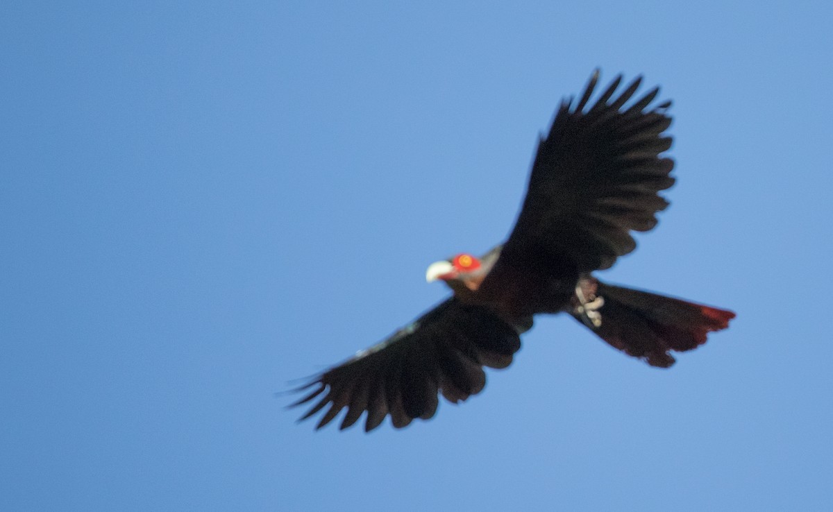 eBird Checklist - 19 Feb 2017 - Sri Phang-nga NP--headquarters vicinity ...