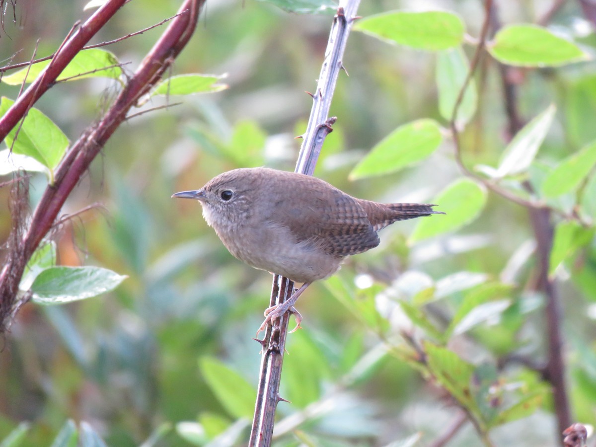 Northern House Wren - ML69420501