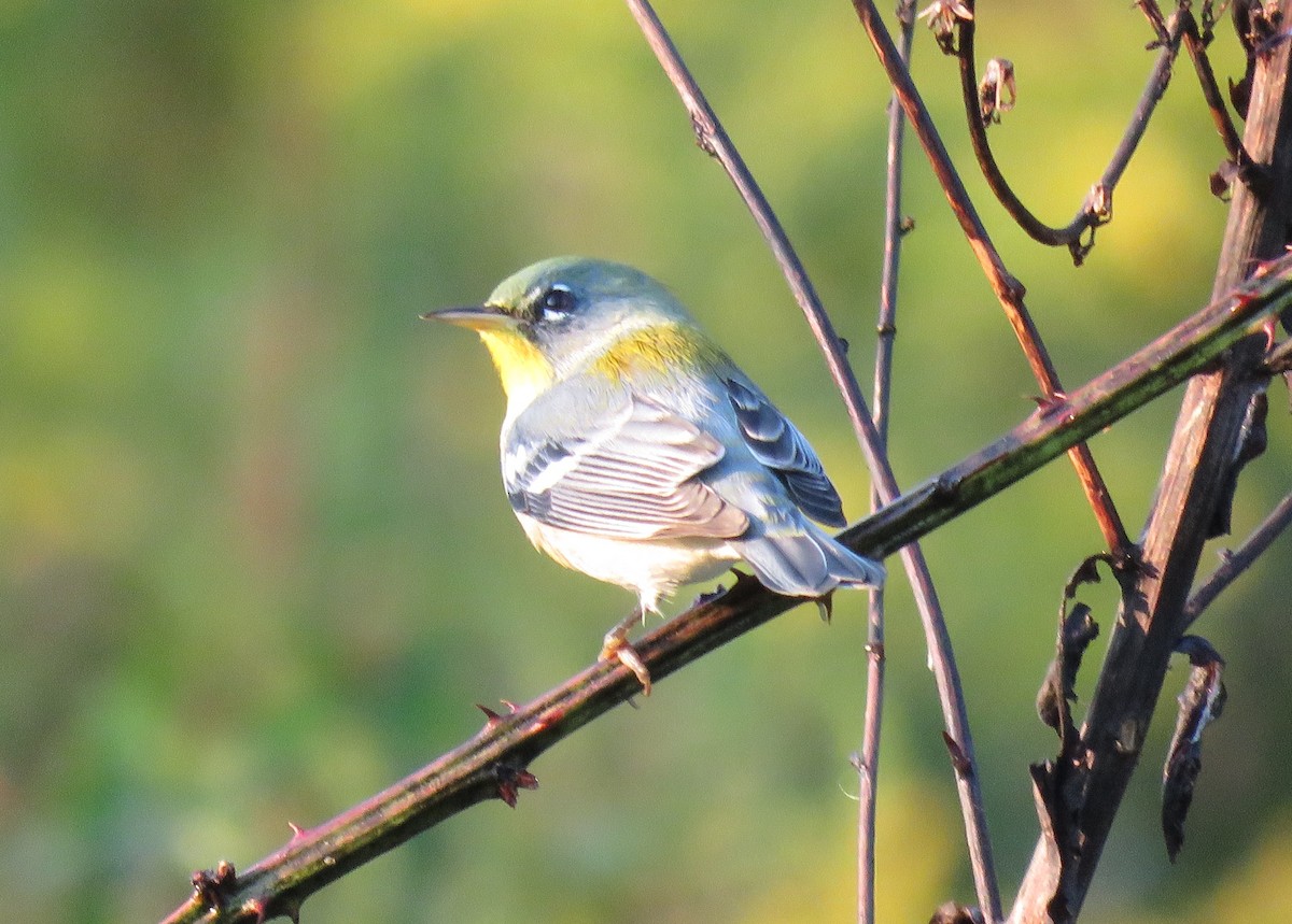 Northern Parula - ML69420671