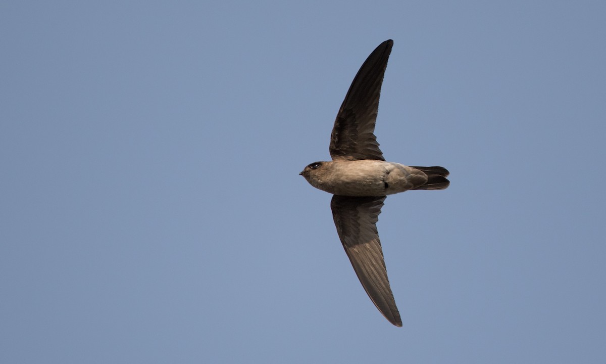 White-nest Swiftlet (Germain's) - Ian Davies