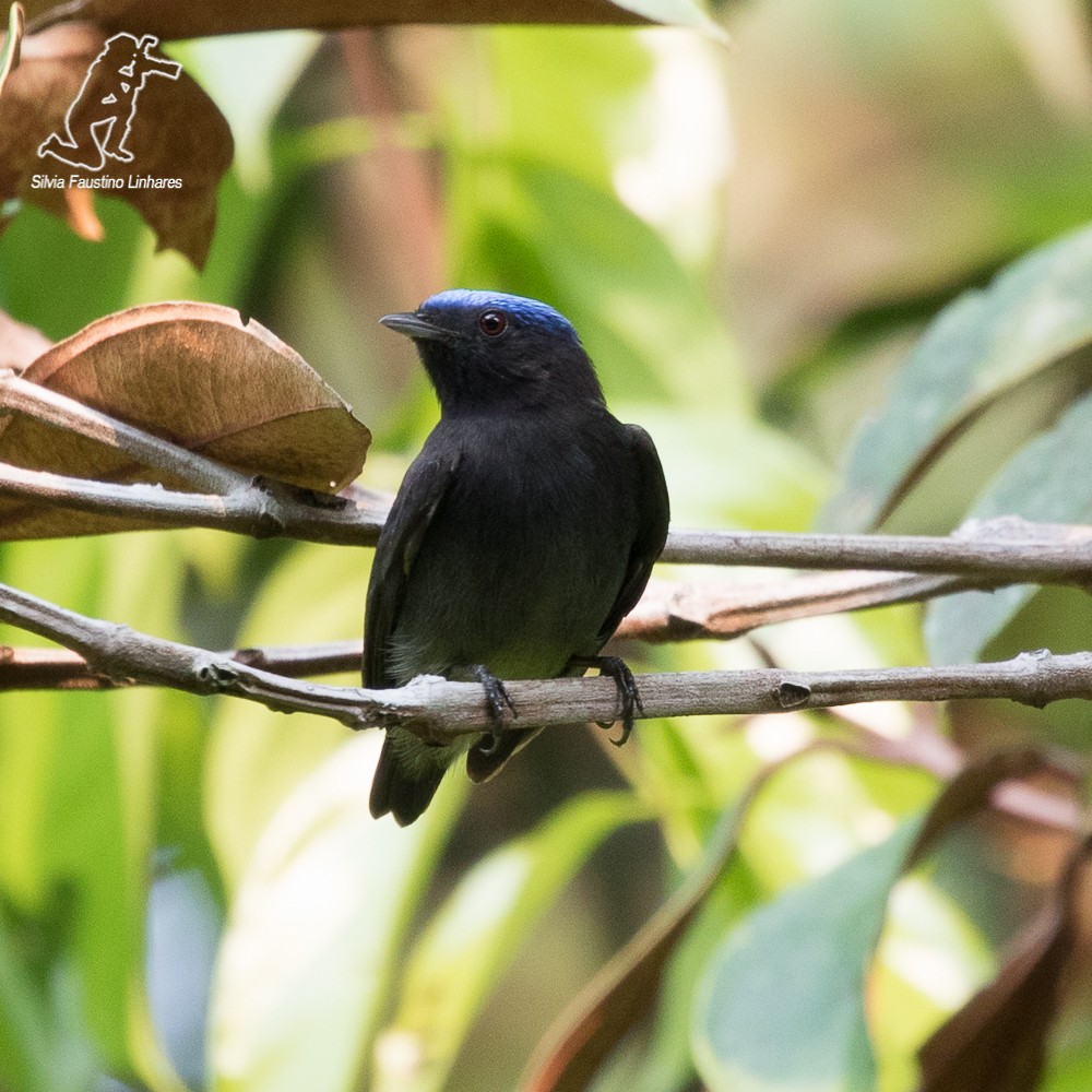 Blue-capped Manakin - ML69421061