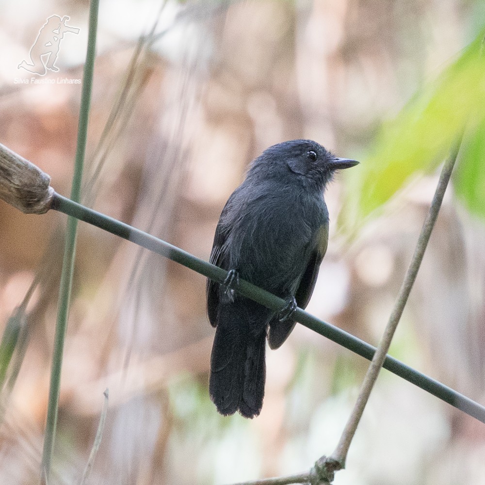 Bluish-slate Antshrike - Silvia F🪶 Linhares