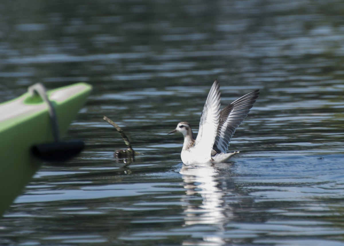 Red Phalarope - ML69422061