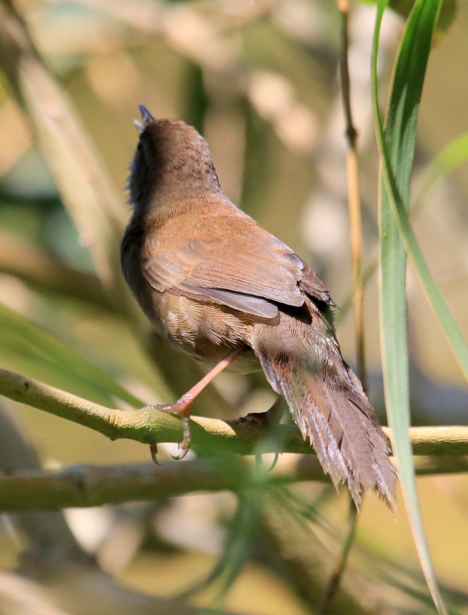 Javan Bush Warbler (Javan) - Siti Sutedjo