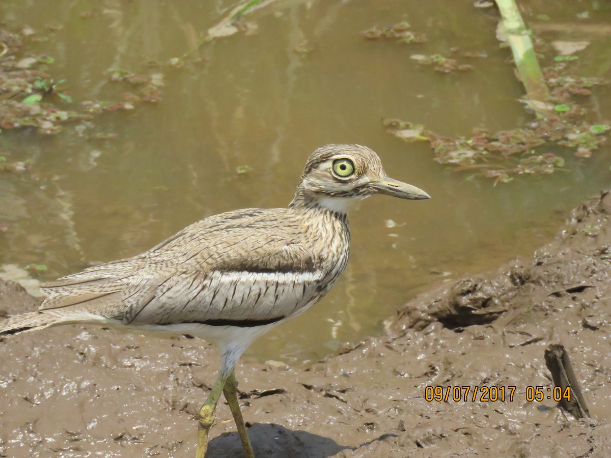 Water Thick-knee - ML69423841