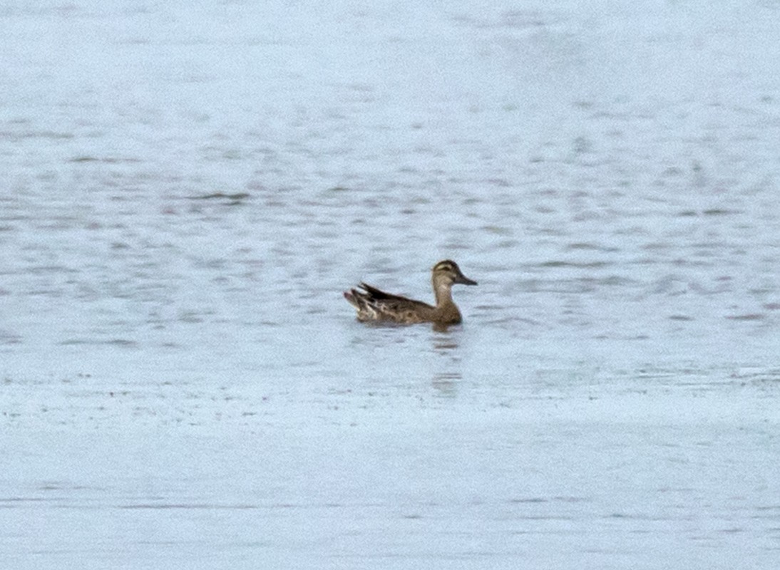 Garganey - ML69425581